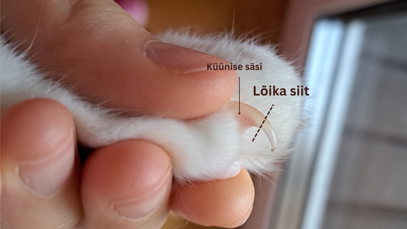 Küüniste lõikamine